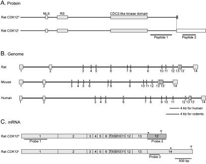 FIG. 1.