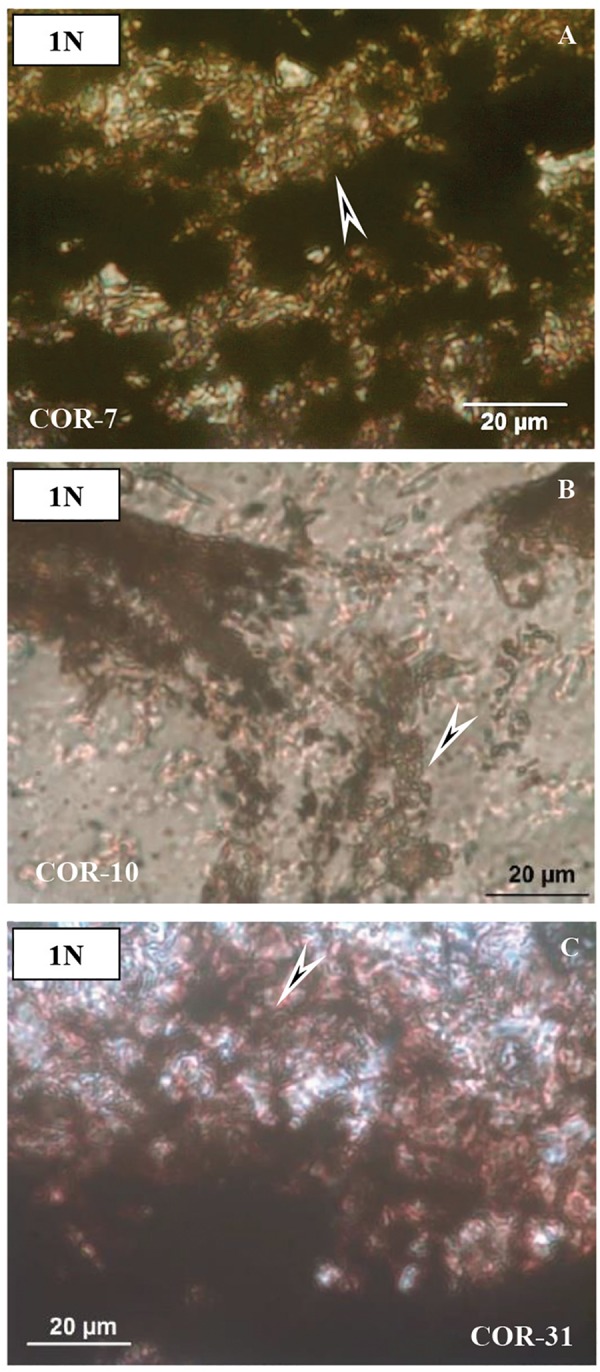 FIGURE 3