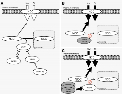 Fig. 2