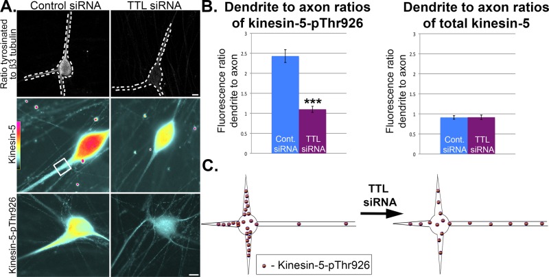 FIGURE 6: