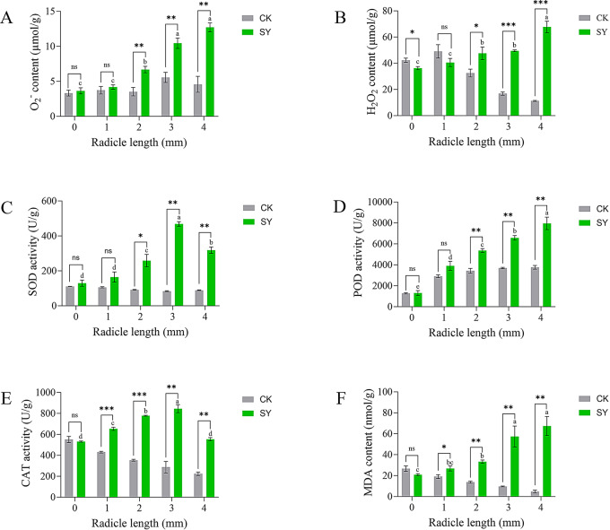 Critical radicle length window governing loss of dehydration tolerance ...