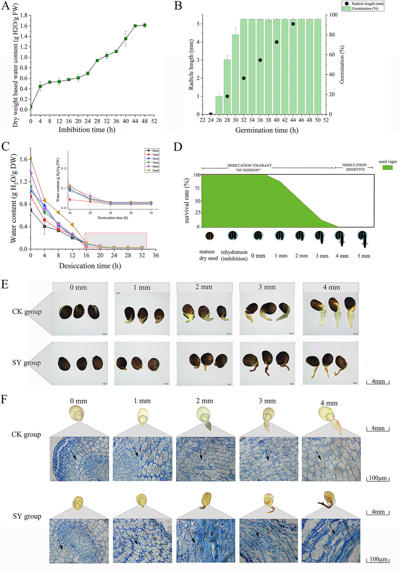 Critical radicle length window governing loss of dehydration tolerance ...