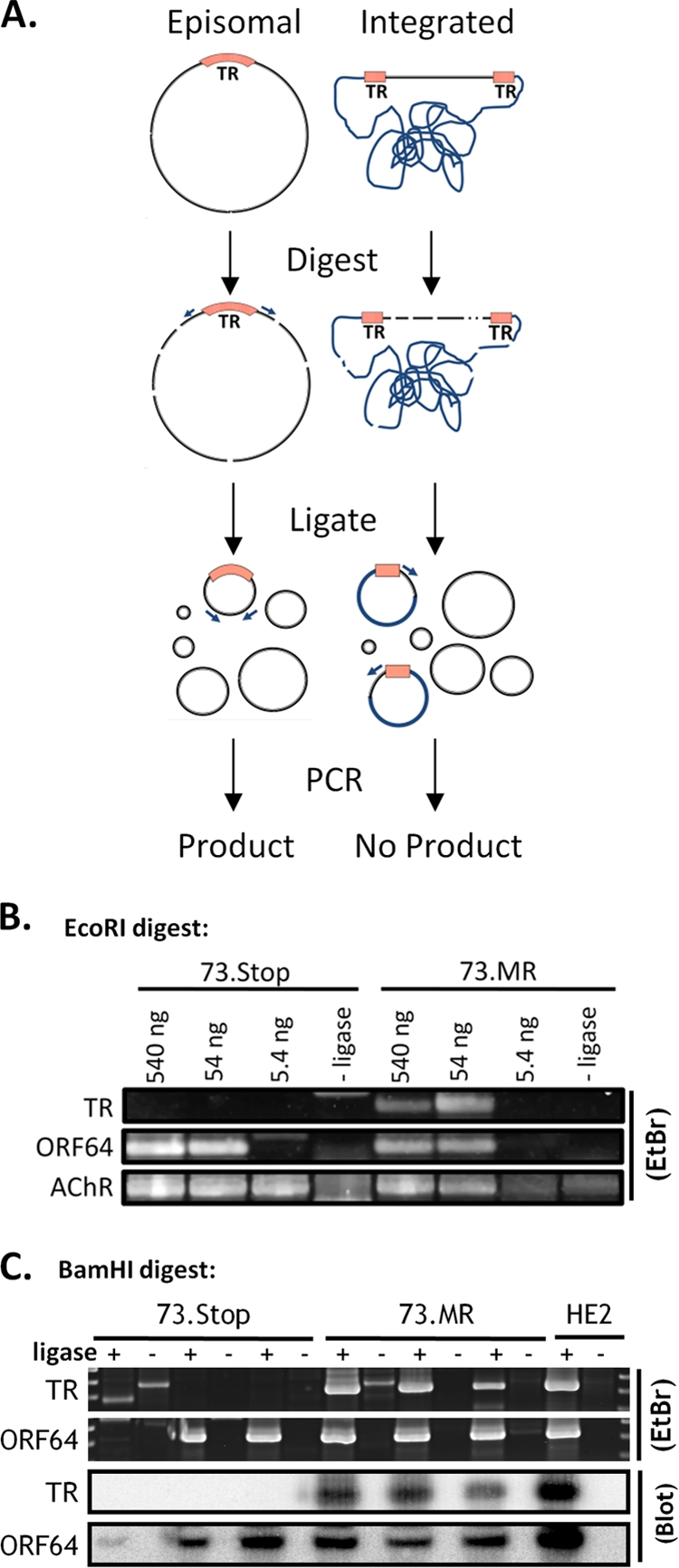 FIG. 8.