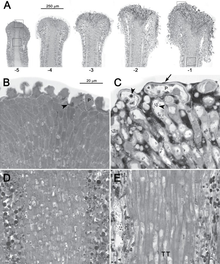 Fig. 9. 