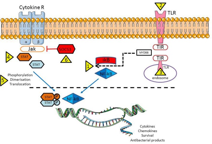 FIGURE 2