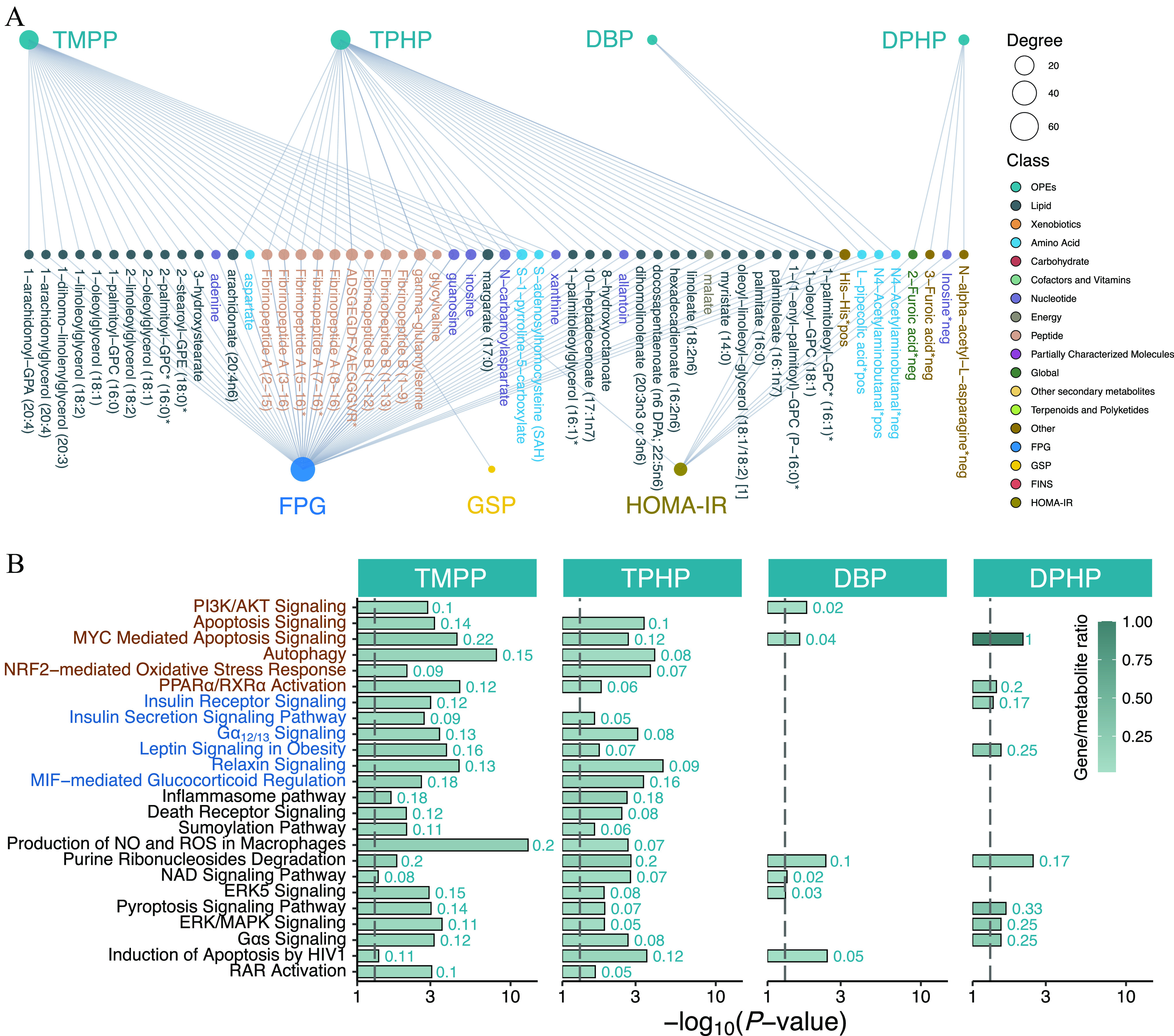 Figure 6A is a tripartite network, depicting the inferred causal relationships between exposure to the key organophosphate esters and the outcomes, including fasting plasma glucose, glycated serum protein, fasting insulin, homeostatic model assessment for insulin resistance through serum and urine metabolite mediators. The size of the node represents the degree, including 20, 40, and 60 of the exposure–metabolite–outcome connection. The class includes Organophosphate esters, Lipid, Xenobiotics, Amino Acid, Carbohydrate, Cofactors and Vitamins, Nucleotide, Energy, Peptide, Partially Characterized Molecules, Global Other secondary metabolites, Terpenoids and Polyketides, Other, Fasting plasma glucose, Glycated serum protein, Fasting insulin, Homeostatic model assessment for insulin resistance. Figure 6B is a set four horizontal bar graphs titled T M P P, T P H P, D B P, and D P H P, plotting R A R Activation, Induction of Apoptosis by H I V 1, G lowercase alpha s Signaling, E R K or M A P K Signaling, Pyroptosis Signaling Pathway, E R K 5 Signaling, N A D Signaling Pathway, Purine Ribonucleosides Degradation, Production of N O and R O S in Macrophages, Sumoylation Pathway, Death Receptor Signaling, Inflammasome pathway, M I F−mediated Glucocorticoid Regulation, Relaxin Signaling, Leptin Signaling in Obesity, G lowercase alpha 12 of 13 Signaling, Insulin Secretion Signaling Pathway, Insulin Receptor Signaling, P P A R lowercase alpha and R X R lowercase alpha Activation, N R F 2−mediated Oxidative Stress Response, Autophagy, M Y C Mediated Apoptosis Signaling, Apoptosis Signaling, and P I3 K and A K T Signaling (y-axis) across negative log to the base 10 of (lowercase italic p), including 1 to 3 in increments of 2 and 3 to 10 in increments of 7 (x-axis) for gene to metabolite ratio ranges from 0.25 to 1.00 in increments of 0.25.