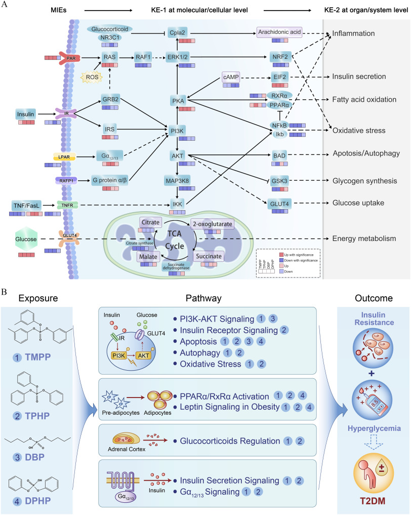 Figure 7A is an illustration depicting the molecular initiating events in response to exposure to the key organophosphate esters, including T M P P, T P H P, D B P, D P H P and the subsequent series of key events, for example, multiple signal transduction and metabolic pathway perturbations. The key events -1 are at the molecular or cellular level and result in impaired biological functions, and the key events -2 are at the organ or system level, including inflammation, insulin secretion, fatty acid oxidation, oxidative stress, apoptosis or autophagy, glycogen synthesis, glucose uptake, and energy metabolism, which ultimately induce glycometabolic disorder-related adverse outcomes. The genes and metabolites include up with significance, down with significance, up, and down Figure 7B is an illustration, depicting the putative biological mechanisms that mediate the linkages between organophosphate esters exposure and apical type 2 diabetes outcome. The illustration is divided into three parts, namely, Exposure, Pathway, and Outcome. Exposure includes T M P P, T P H P, D B P, and D P H P. The pathway depicts the reactions on P 13 K-A K T signaling, insulin receptor signaling, apoptosis, autophagy, and oxidative stress; P P R A lowercase alpha and R X R lowercase alpha activation; leptin signaling in obesity; glucocorticoids regulation; insulin secretion signaling, and G lowercase alpha 12 of 13 signaling. In the outcome, insulin resistance plus hyperglycemia leads to type 2 diabetes mellitus.