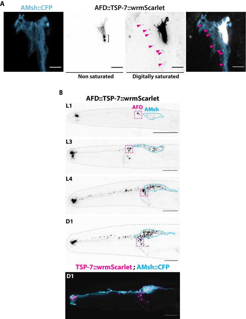 Figure 2—figure supplement 2.