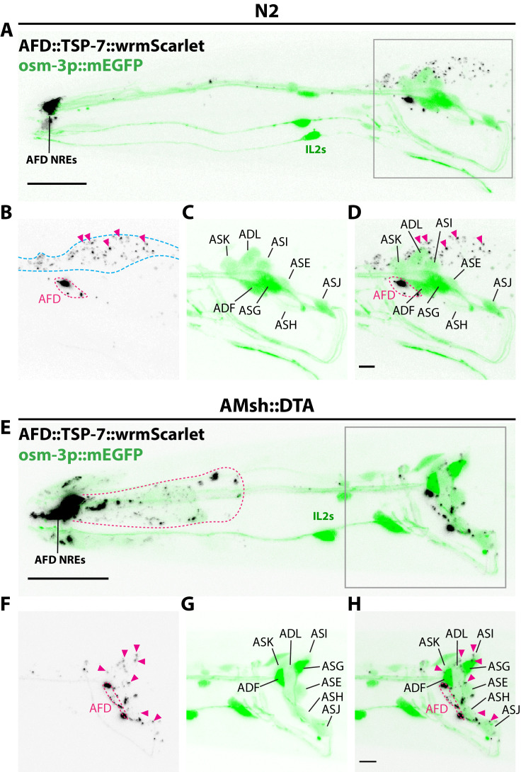 Figure 6—figure supplement 2.