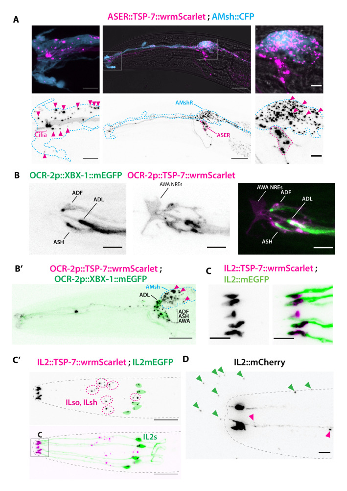 Figure 2—figure supplement 1.