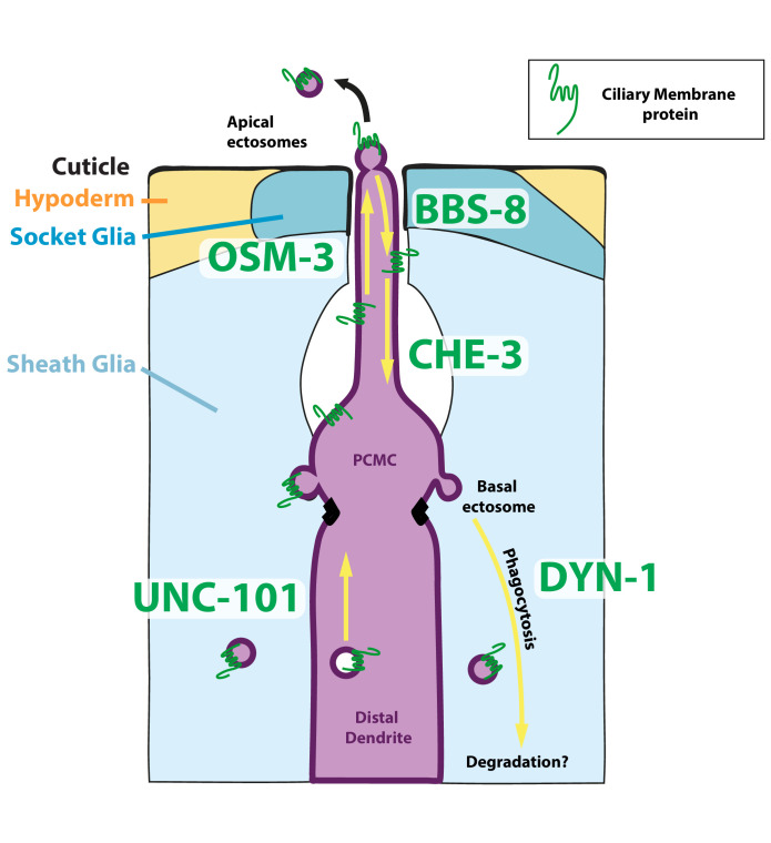 Figure 9.