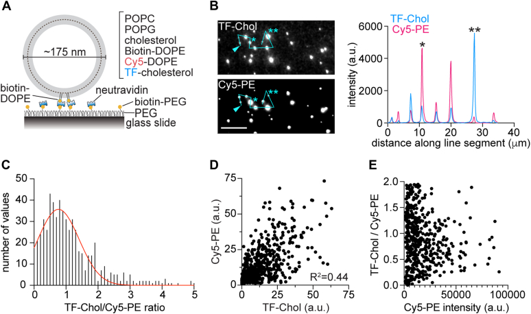 Figure 2