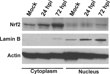 Fig. 8.