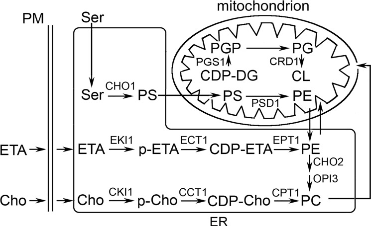 Fig 1