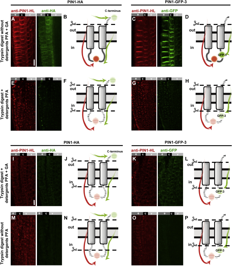 Figure 5