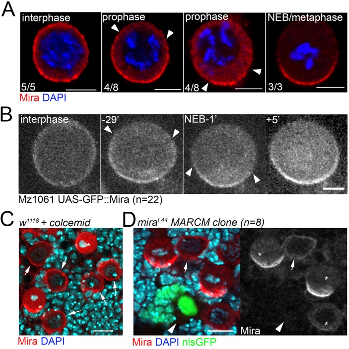 Figure 1—figure supplement 3.