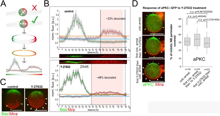 Figure 5—figure supplement 1.