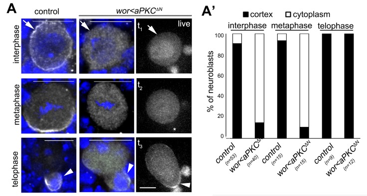 Figure 3—figure supplement 1.