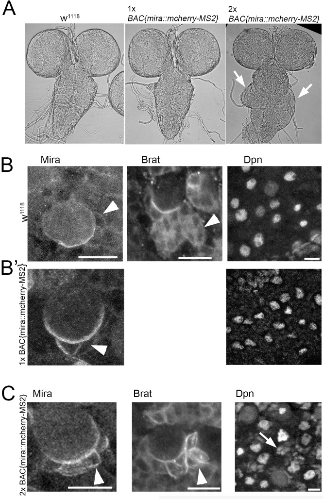 Figure 1—figure supplement 2.