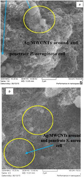 Fig. 8