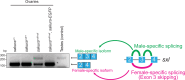 Figure 4—figure supplement 1.