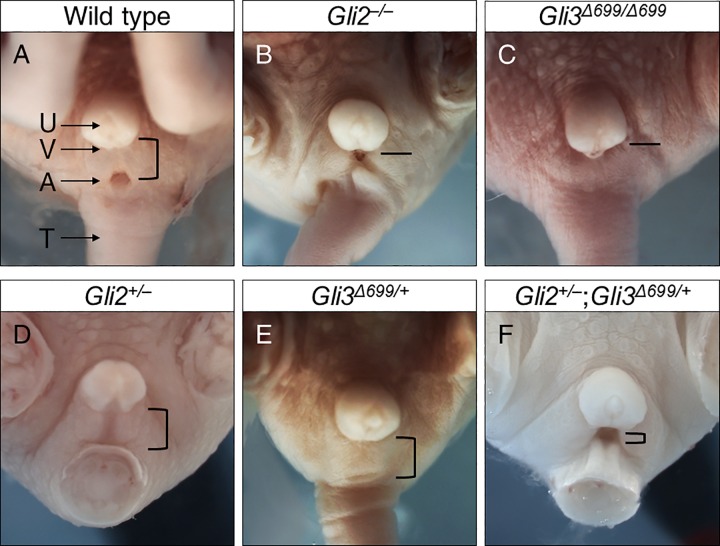 Fig 5