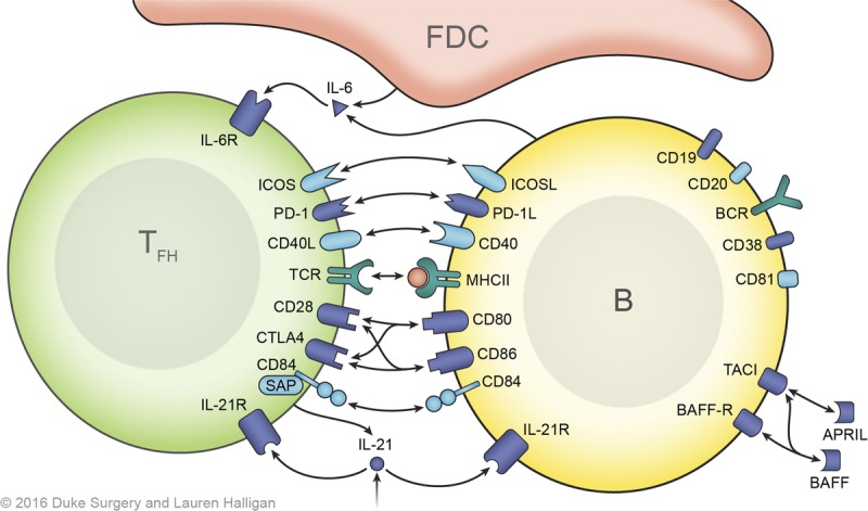 FIGURE 2.