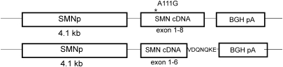 Figure 1.