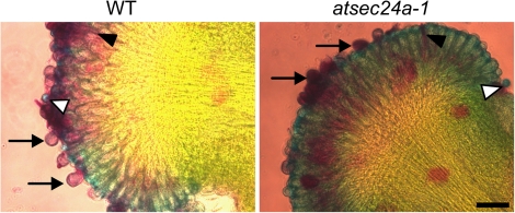 Fig. 6.