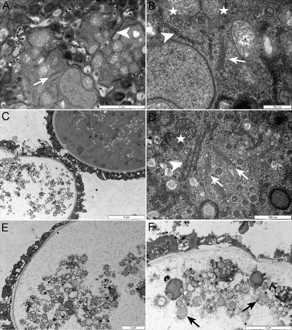 Fig. 5.