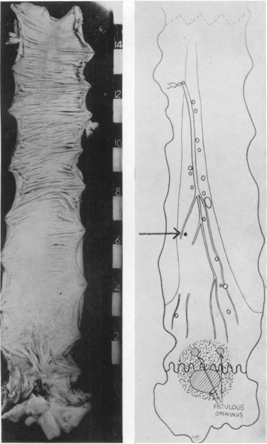 Fig. 8