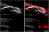 Fig. 2.