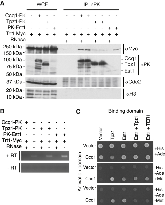 Figure 1