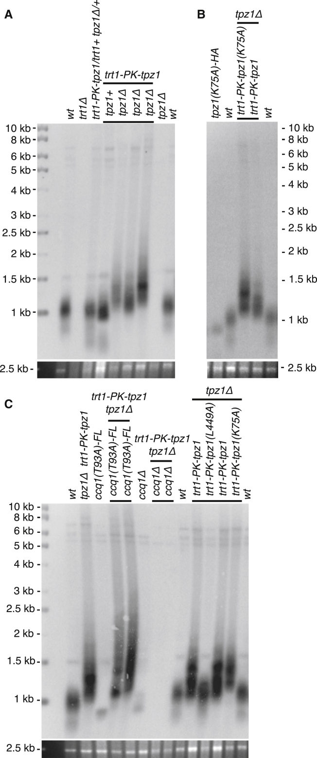 Figure 4