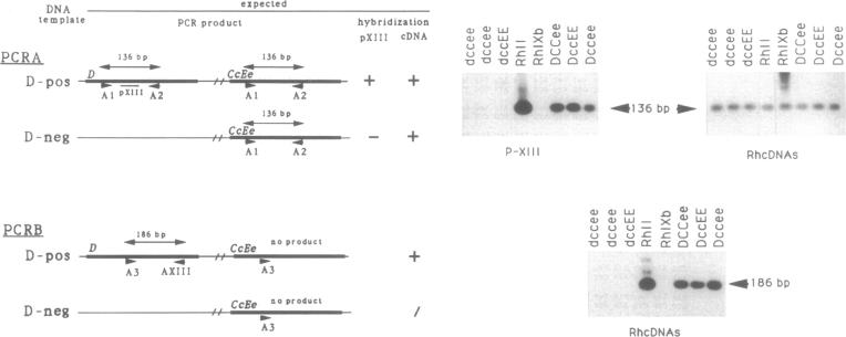 graphic file with name pnas01096-0376-a.jpg