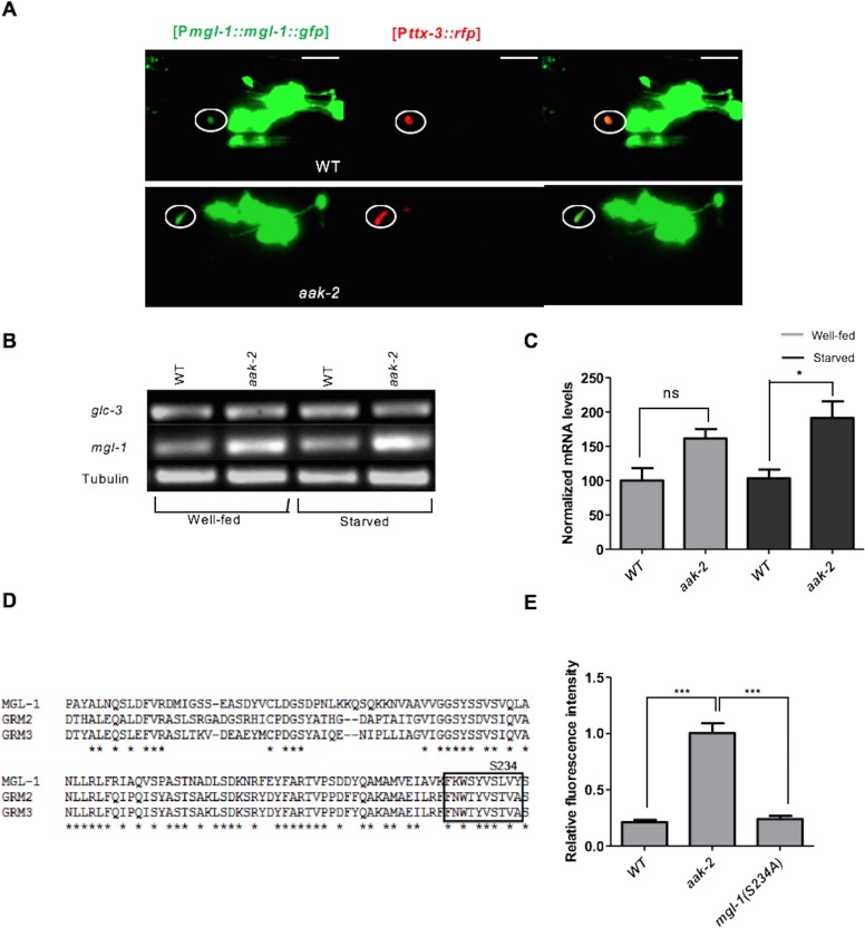 Figure 7—figure supplement 1.