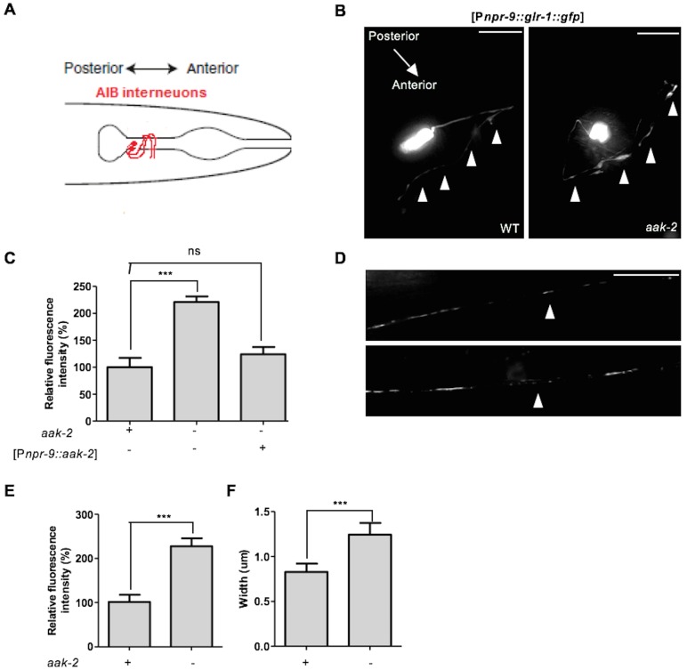 Figure 5.