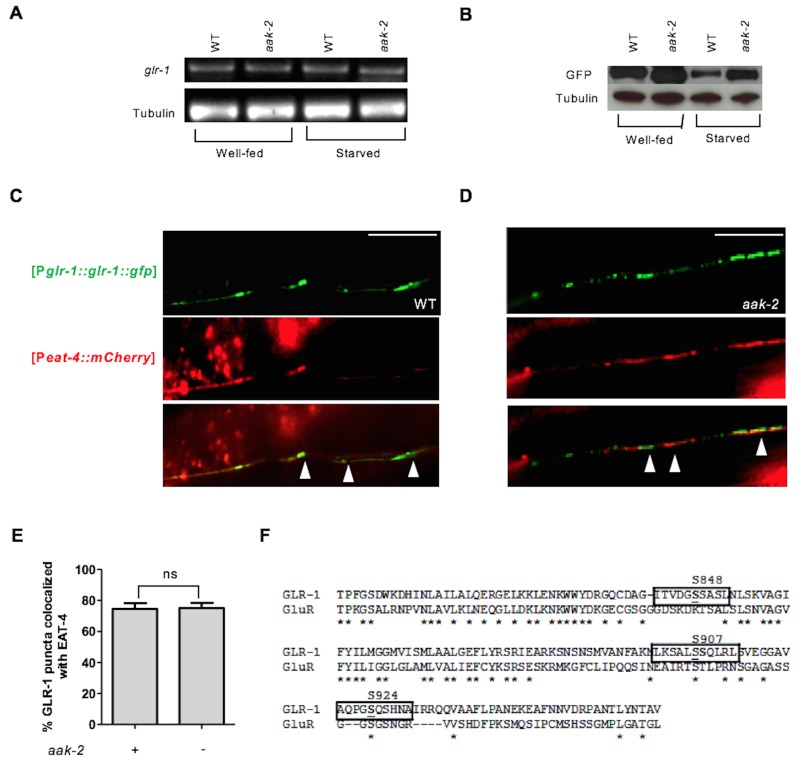 Figure 5—figure supplement 1.