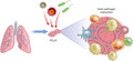 graphic file with name MMI-117-578-g002.jpg