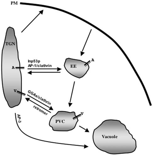 Figure 11