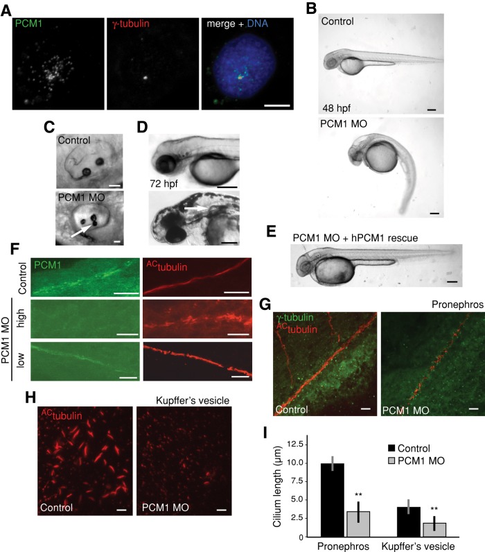 FIGURE 6: