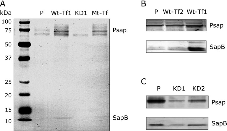 Fig. 1