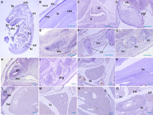 Fig. 4