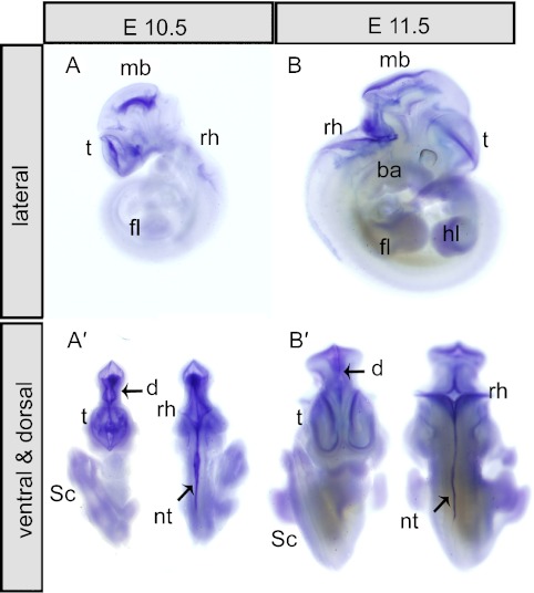 Fig. 2