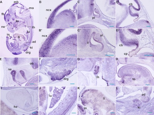 Fig. 3