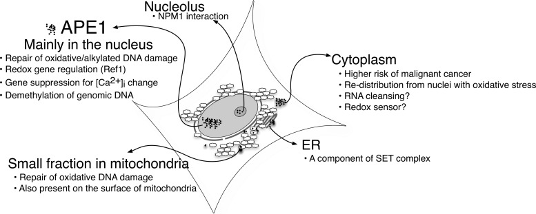 FIG. 5.