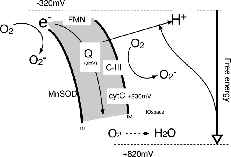 FIG. 2.