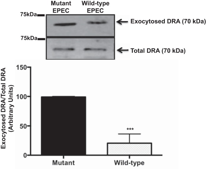 Fig. 10.