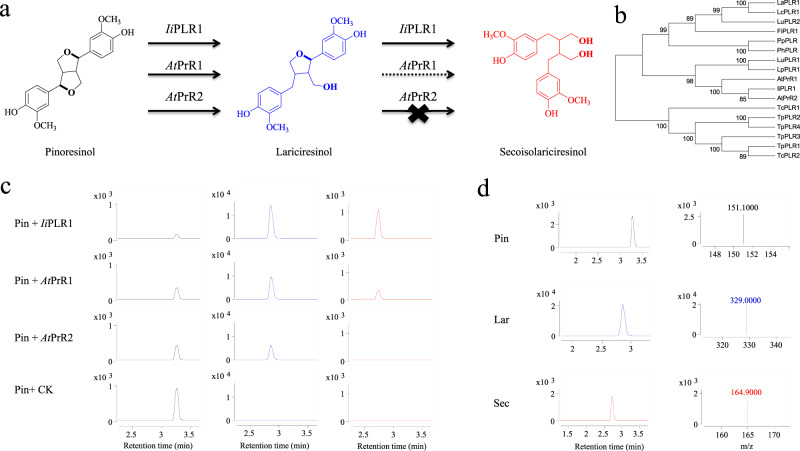 Structure-based Engineering Of Substrate Specificity For Pinoresinol ...