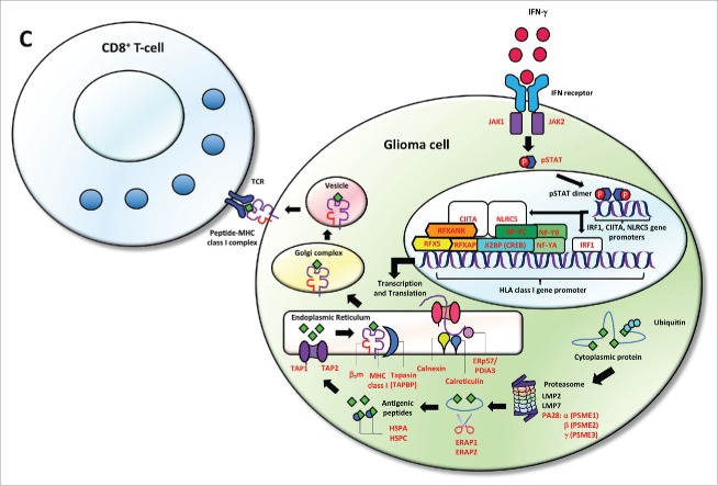 Figure 2b.